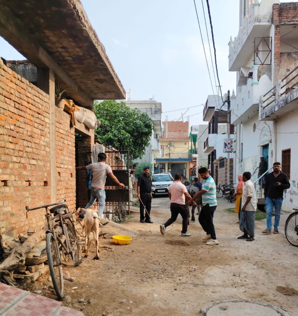 कल्याणपुर में अवैध डेयरियों पर नगर निगम का छापा, 18 पशु किए गए जब्त