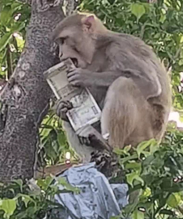 बंदर ने पेड़ पर चढ़कर की 500-500 रुपये के नोटों की बारिश
