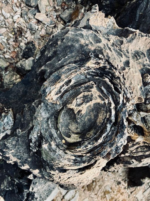 WhatsApp Image 2025-11-17 at 4.41.04 AM (2)