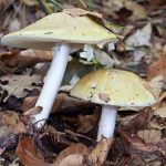 images - 2025-12-08T080314.180