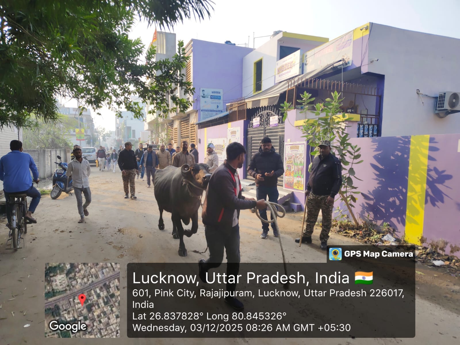 अवैध डे‍रियों पर नगर निगम का सख्त अभियान, 22 भैंस और 3 गाय जब्त  